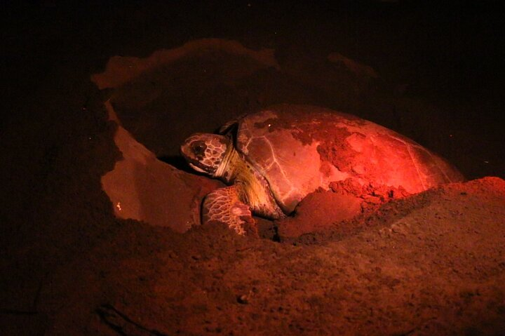 Discover the Wonder of the Nesting of Sea Turtles in Tortuguero - Photo 1 of 9